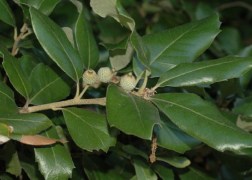 Quercus Ilex / Magyaltölgy